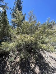 Cercocarpus ledifolius