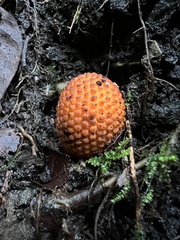 Corynaea crassa