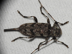 Acanthocinus obsoletus