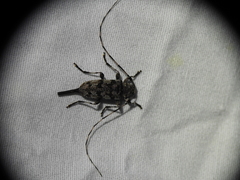 Acanthocinus obsoletus