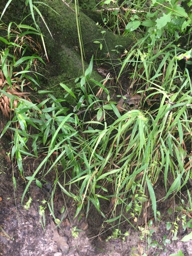 Image of Bird-Bill Spikegrass (Chasmanthium ornithorhynchum) by no rights reserved