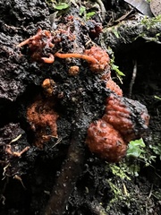 Corynaea crassa