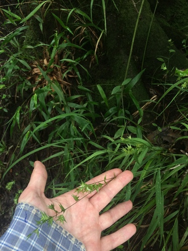 Image of Bird-Bill Spikegrass (Chasmanthium ornithorhynchum) by no rights reserved