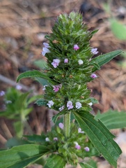 Dracocephalum parviflorum
