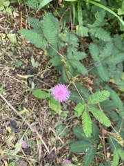 Mimosa pudica