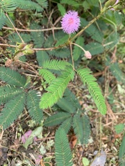 Mimosa pudica