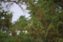 Haemorhous mexicanus