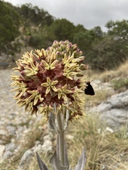 Asclepias otarioides