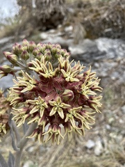 Asclepias otarioides
