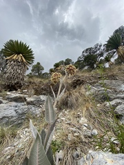Asclepias otarioides