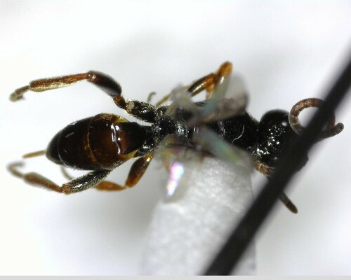 iNaturalist observation photo of Ichneumonid Wasps