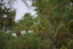 Haemorhous mexicanus