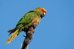 Aratinga auricapillus