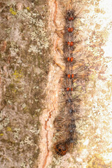 Entomophaga maimaiga