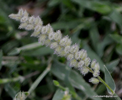 Angiospermae