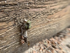 Dromogomphus spinosus
