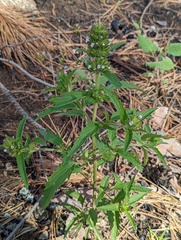 Dracocephalum parviflorum