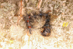 Entomophaga maimaiga