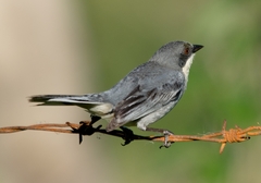 Microspingus cinereus