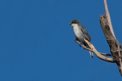 Microspingus cinereus