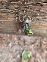 Dromogomphus spinosus