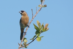 Schistochlamys ruficapillus