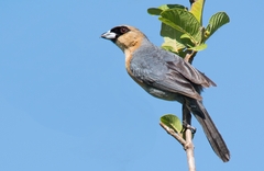 Schistochlamys ruficapillus