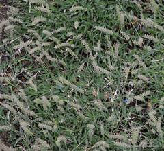 Angiospermae