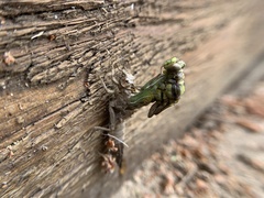 Dromogomphus spinosus