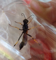 Sceliphron caementarium