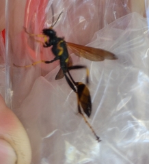 Sceliphron caementarium