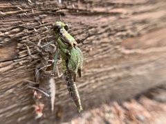 Dromogomphus spinosus