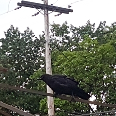 Corvus brachyrhynchos