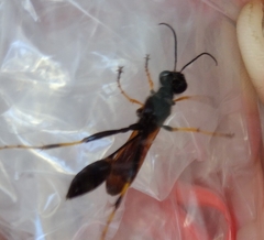 Sceliphron caementarium