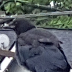 Corvus brachyrhynchos