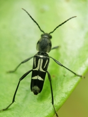 Xylotrechus javanicus