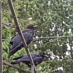 Corvus brachyrhynchos