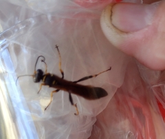 Sceliphron caementarium