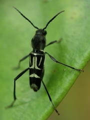 Xylotrechus javanicus
