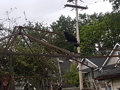 Corvus brachyrhynchos