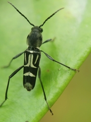Xylotrechus javanicus