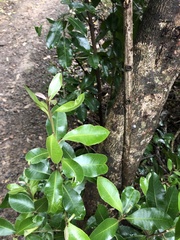 Planchonella costata