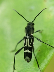 Xylotrechus javanicus