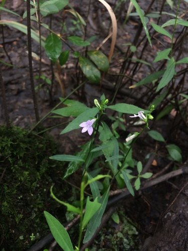 Image of Lobelia flaccidifolia by no rights reserved