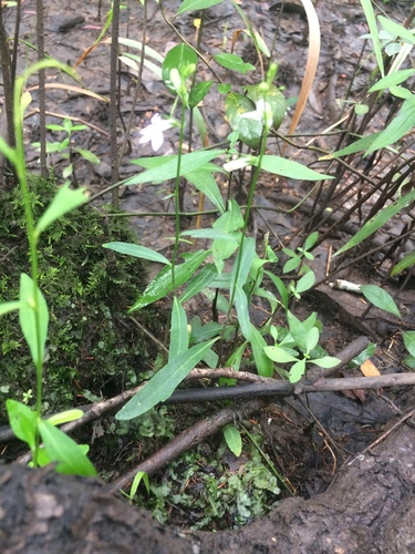 Image of Lobelia flaccidifolia by no rights reserved