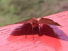 Emesis mandana