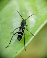 Xylotrechus javanicus