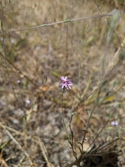 Lessingia arachnoidea
