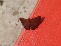 Emesis mandana