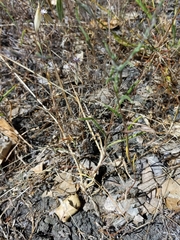 Lessingia arachnoidea